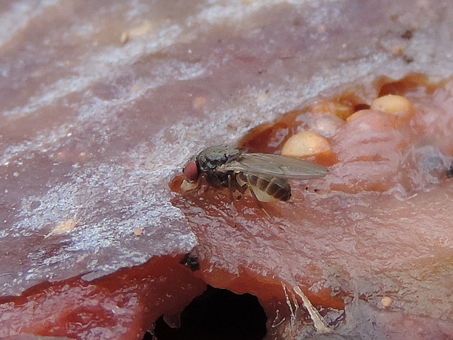 Drosophila sp. su�ant la pulpe d'une figue en surmaturit�
