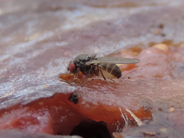 Drosophila sp. su�ant la pulpe d'une figue en surmaturit�