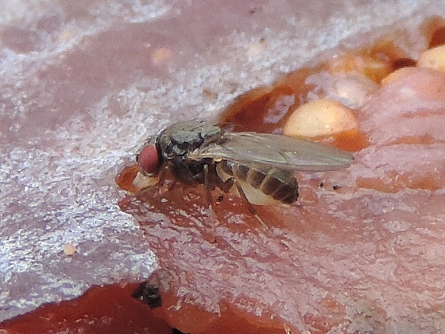 Drosophila sp. su�ant la pulpe d'une figue en surmaturit�