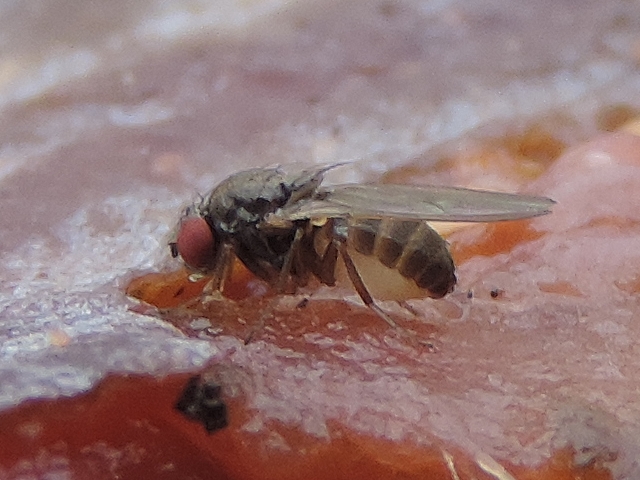 Drosophila sp. su�ant la pulpe d'une figue en surmaturit�