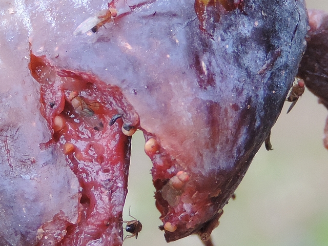 Drosophila suzukii Matsumura : cinq adultes sur une figue en surmaturit� avanc�e