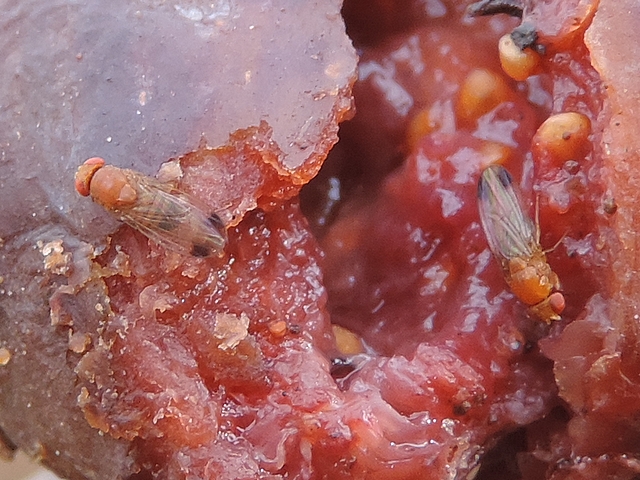 Drosophila suzukii : deux m�les dans une d�chirure de figue en surmaturit�