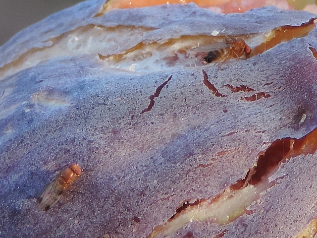Drosophila suzukii Matsumura : couple d'adultes sur figue en surmaturit�