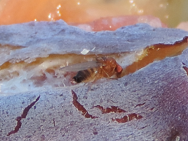 Drosophila suzukii Matsumura : femelle dans une fissure de figue en surmaturit�