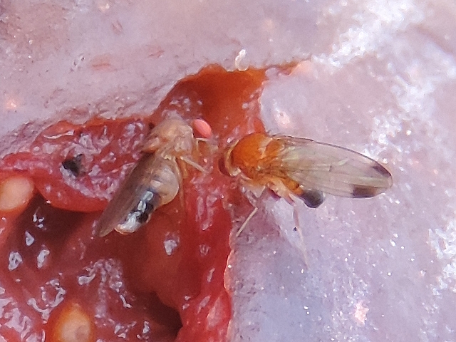 Drosophila suzukii Matsumura : couple d'adultes sur figue en surmaturit�