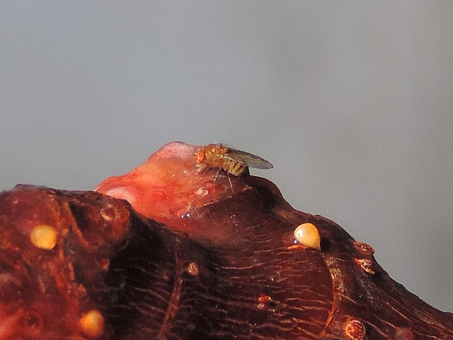 Drosophila suzukii Matsumura : femelle su�ant la pulpe de figue en surmaturit� d�pos�e sur un rameau de figuier
