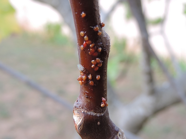 Drosophila suzukii Matsumura : femelle su�ant la pulpe de figue en surmaturit� d�pos�e sur un rameau de figuier