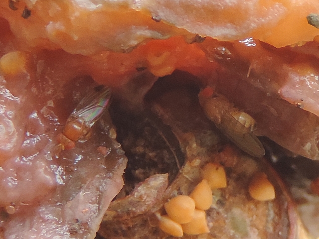 Drosophila suzukii Matsumura : deux adultes dans une figue en surmaturit� avanc�e