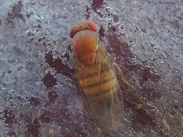 Drosophila suzukii : femelle sur figue en surmaturit�