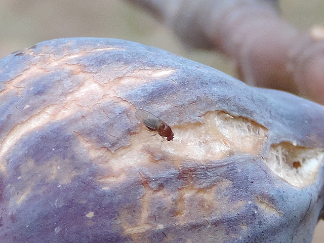 Drosophila suzukii : adulte femelle au bord d'une fissure de l'�piderme d'une figue en surmaturit�