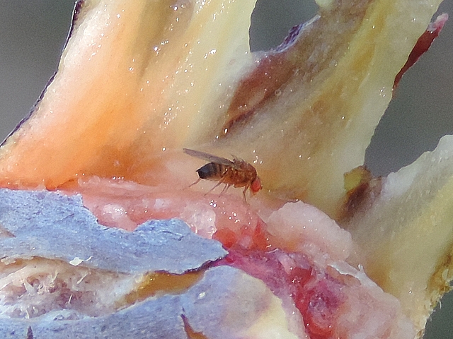 Drosophila suzukii : adulte femelle sur une figue en surmaturit� qui s'est d�chir�e