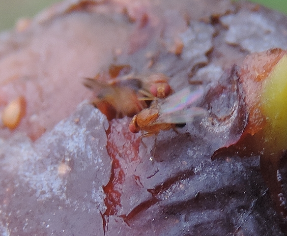 Drosophila suzukii Matsumura : m�le croisant les ailes pendant la cour � une femelle (de face)