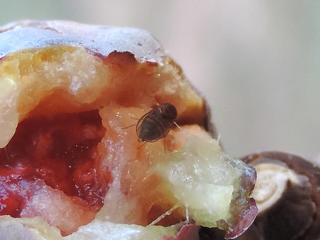 Drosophila suzukii Matsumura : femelle dans une fissure de figue en surmaturit� avanc�e