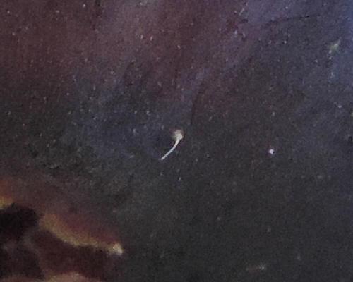 Drosophila suzukii Matsumura : oeuf d�passant en surface d'une figue