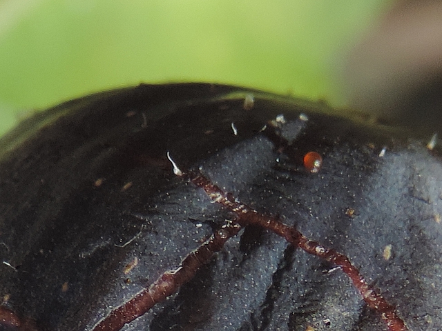 Drosophila suzukii Matsumura : oeuf d�passant en surface d'une figue en surmaturit�