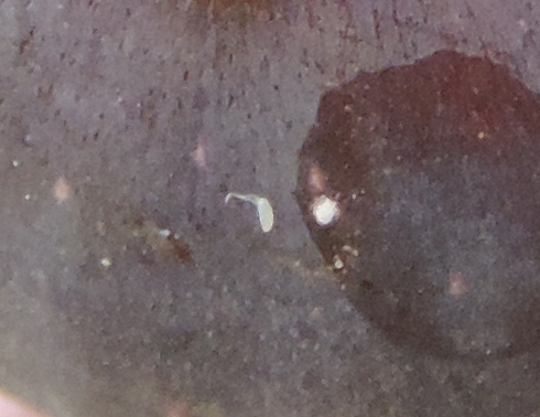 Drosophila suzukii Matsumura :  oeuf abandonn� en surface d'une figue � surmaturit�