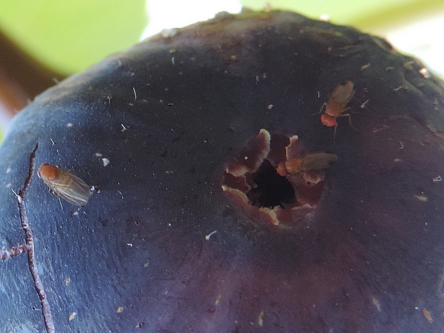 Drosophila suzukii Matsumura : deux oeufs d�passant en surface d'une figue en surmaturit� 