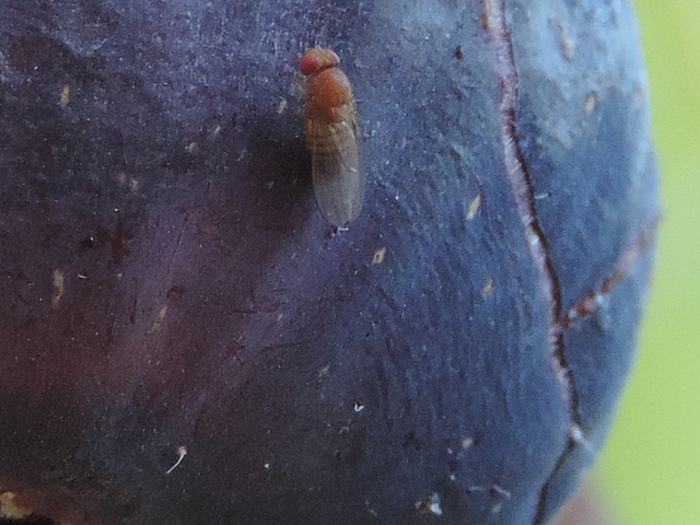 Drosophila suzukii Matsumura : oeuf d�passant en surface d'une figue en surmaturit� (en bas, � gauche)