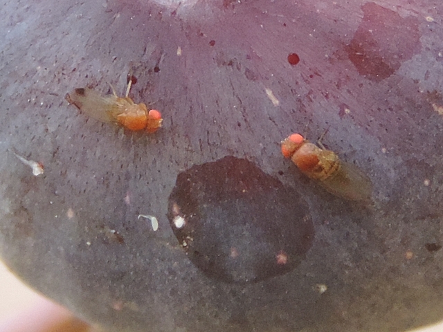 Drosophila suzukii :  oeuf abandonn� en surface d'une figue � surmaturit�