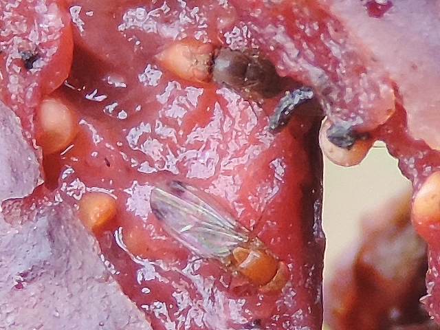 Drosophila suzukii Matsumura : adultes dans une d�chirure de figue en surmaturit� avanc�e
