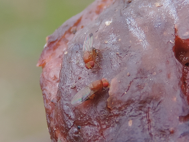 Drosophila suzukii Matsumura : couple d'adultes sur une figue en surmaturit� avanc�e