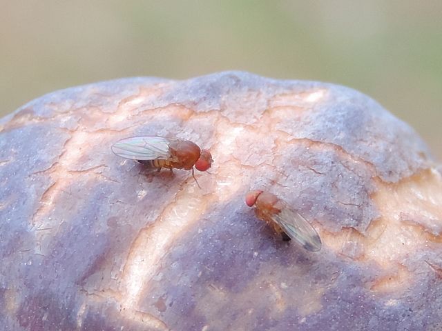 Drosophila suzukii Matsumura : couple d'adultes sur une figue en surmaturit�