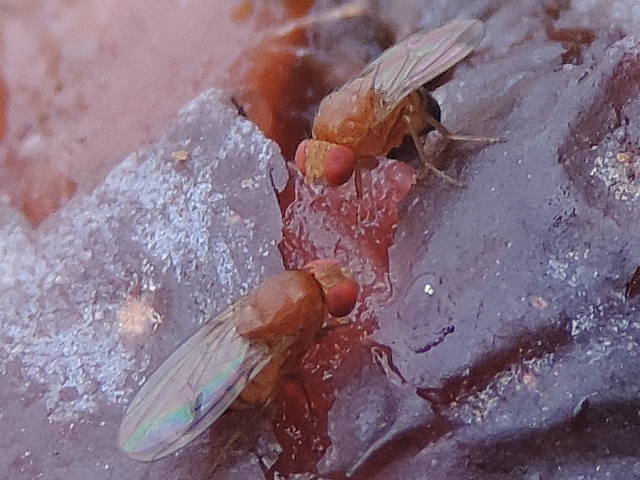 Drosophila suzukii Matsumura : couple d'adultes sur une figue en surmaturit� avanc�e