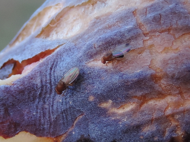 Drosophila suzukii Matsumura : couple d'adultes sur une figue en surmaturit�