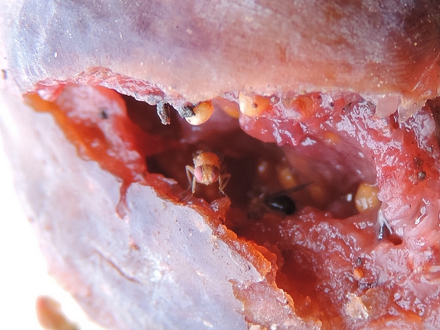 Drosophila suzukii Matsumura : deux adultes dans la cavit� centrale d'une figue en surmaturit� d�chir�e