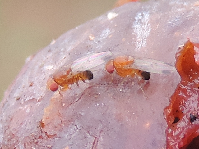 Drosophila suzukii : deux m�les sur une figue en surmaturit� avanc�e