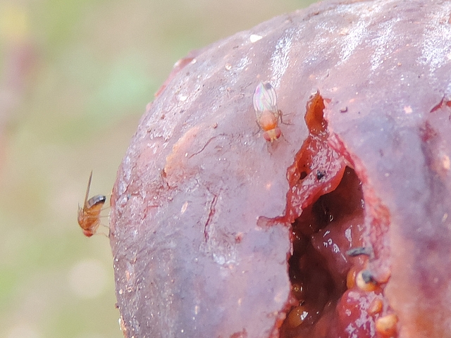 Drosophila suzukii : deux m�les sur une figue en surmaturit� avanc�e