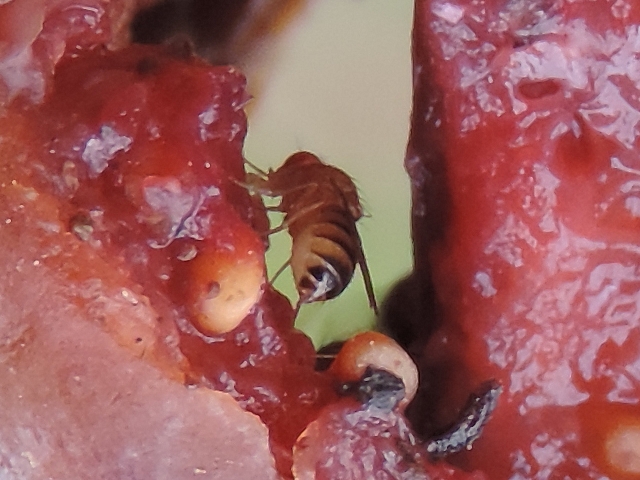Drosophila suzukii : femelle dans la fissure d'une figue en surmaturit� avanc�e