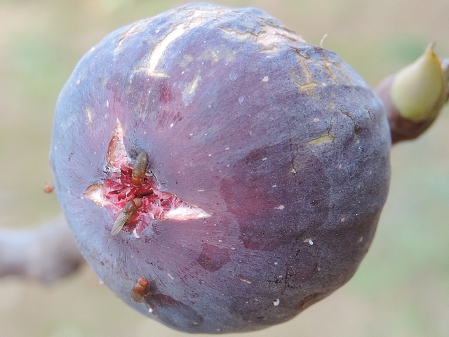Drosophila suzukii : trois femelles sur figue en surmaturit�