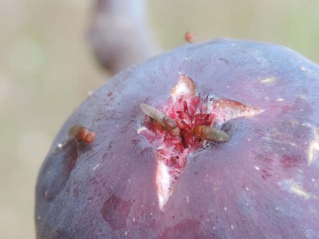 Drosophila suzukii : trois femelles sur figue en surmaturit�