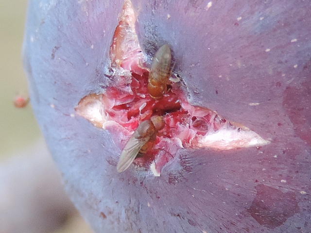 Drosophila suzukii Matsumura : pr�sence de deux oeufs dans le conduit ostiolaire d'une figue � surmaturit�