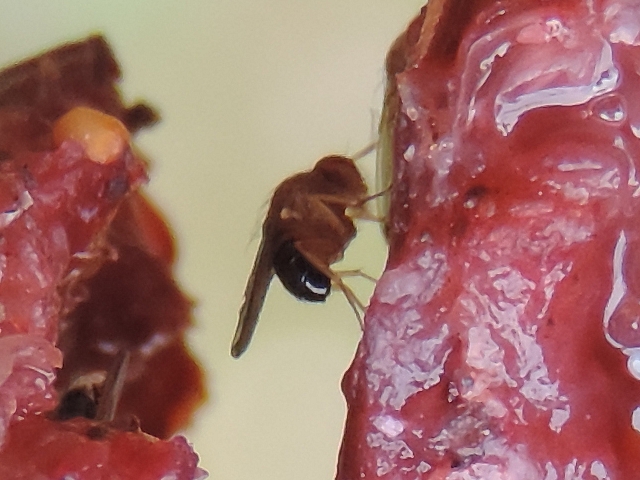 Drosophila suzukii Matsumura : m�le � l'abdomen compl�tement noir sur une figue en surmaturit� fissur�e