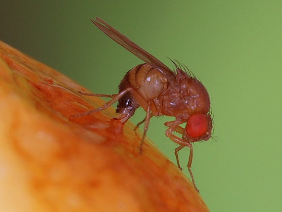 Drosophila suzukii Matsumura : femelle per�ant l'�piderme d'un fruit avec le sommet dent� de l'ovipositeur