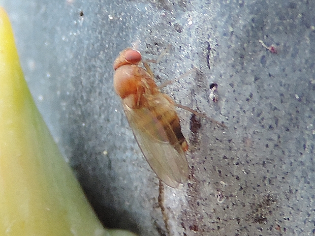 Drosophila suzukii Matsumura: femelle juste avant de pondre, sortant l'ovipositeur