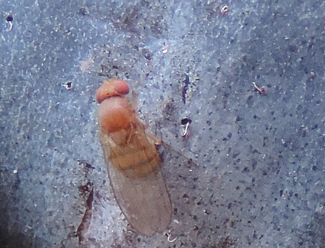 rosophila suzukii Matsumura : femelle en train de pondre, apr�s avoir recourb� l'abdomen vers l'avant