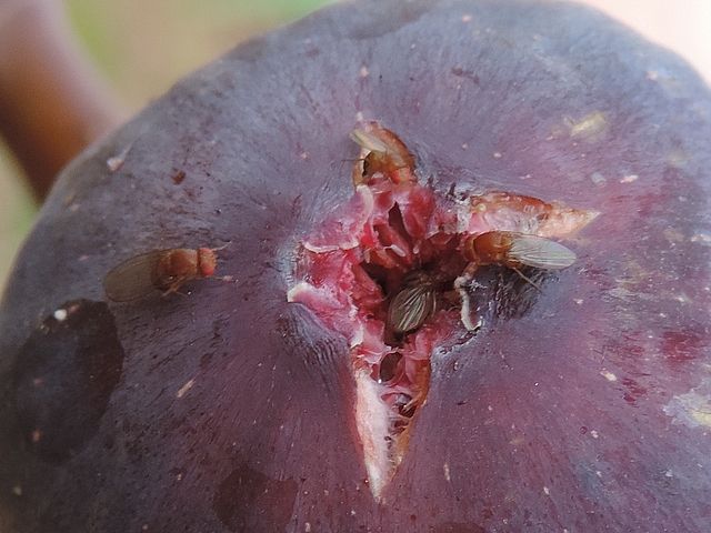 Drosophila suzukii Matsumura : quatre femelles sur une figue en surmaturit�, dont deux en train de pondre