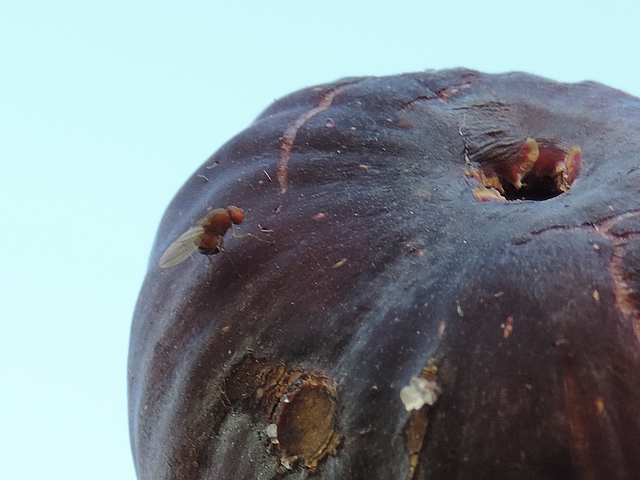 Drosophila suzukii Matsumura : femelle en train de pondre sur figue en surmaturit�