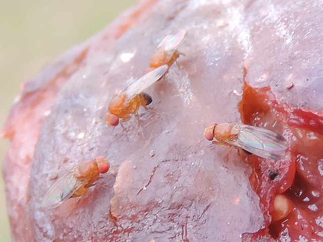 Drosophila suzukii Matsumura : trois m�les et une femelle sur une figue en surmaturit� avanc�e