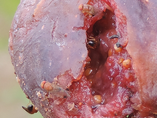 Drosophila suzukii : quatre m�les sur une figue en surmaturit� avanc�e