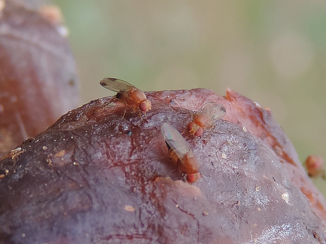 Drosophila suzukii Matsumura : deux m�les et une femelle sur une figue en surmaturit� avanc�e
