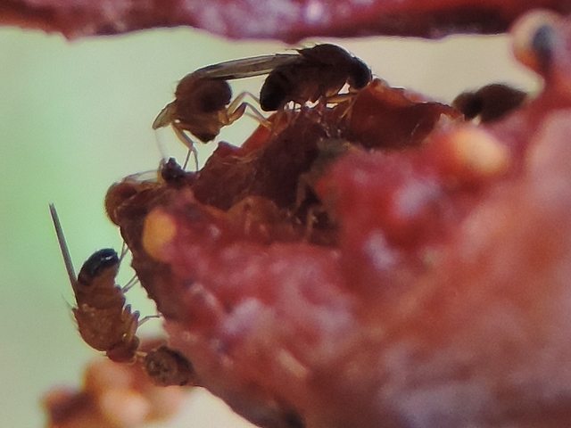 Drosophila suzukii Matsumura : trois adultes dans une figue en surmaturit� avanc�e qui s'est d�chir�e