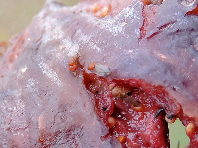 Drosophila suzukii Matsumura : trois adultes sur une figue en surmaturit� avanc�e
