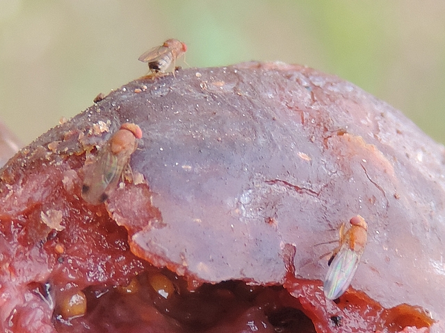 Drosophila suzukii : deux m�les suivant une femelle sur une figue en surmaturit� avanc�e