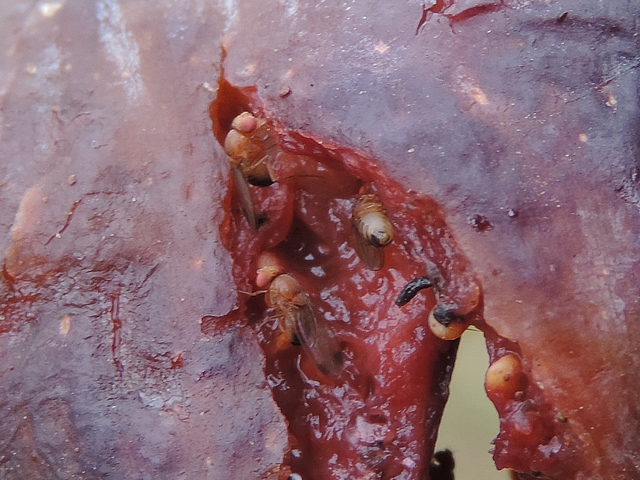 Drosophila suzukii Matsumura : trois adultes sur une figue en surmaturit� avanc�e