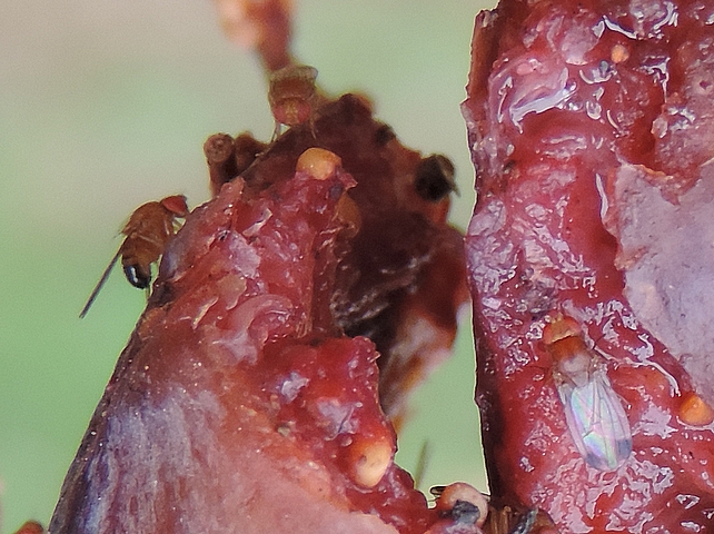 Drosophila suzukii : trois m�les pr�s d' une d�chirure de figue en surmaturit� avanc�e