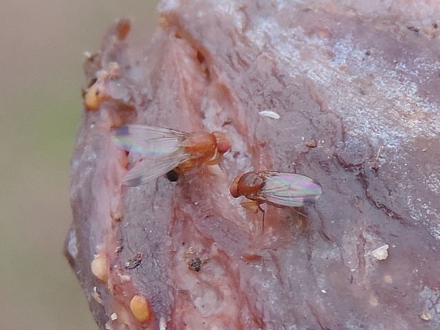 Drosophila suzukii : deux m�les au bord d'une fissure de figue en surmaturit�